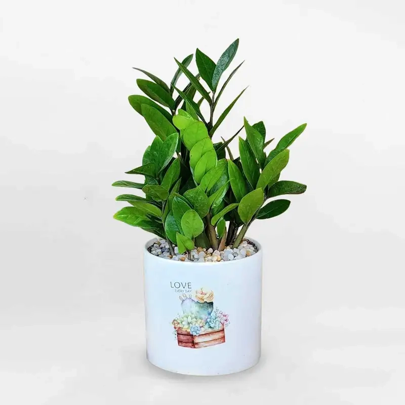 Ý nghĩa cây kim tiền tượng trưng cho sự giàu sang và thịnh vượng