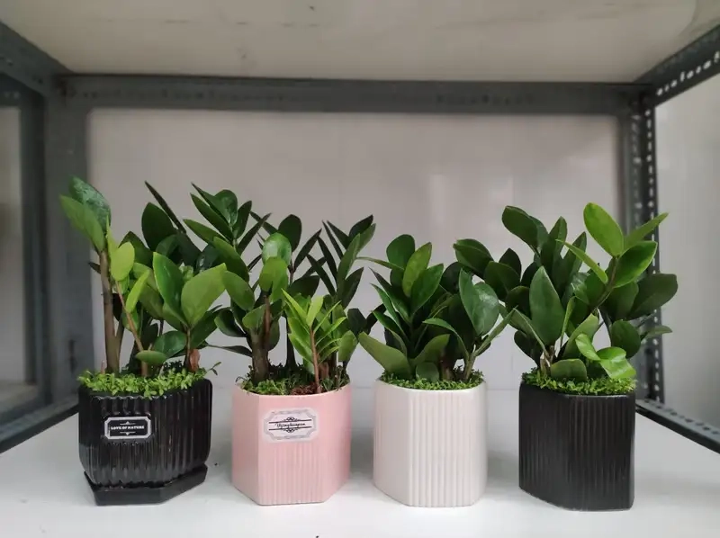 Kinh nghiệm trồng Cây kim tiền từ người lâu năm