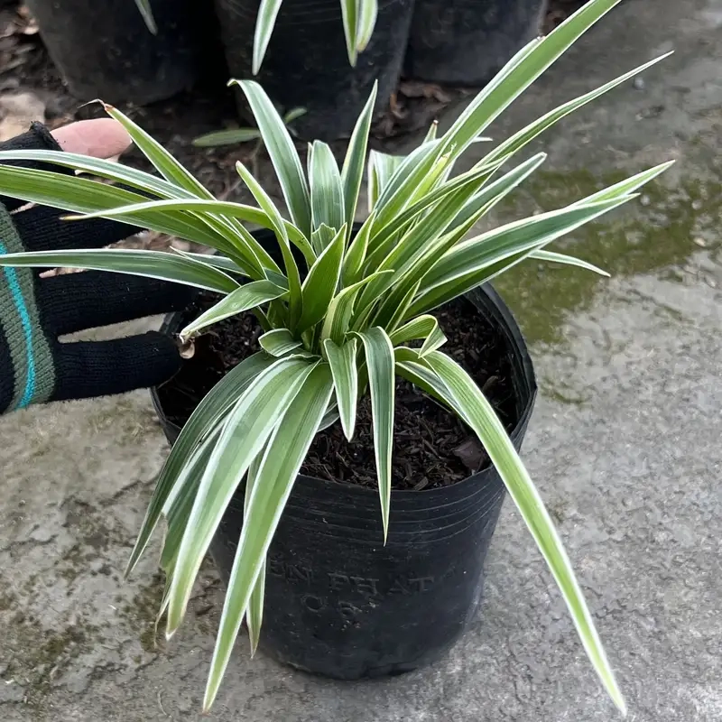 Hướng dẫn trồng cây lan chi đơn giản tại nhà