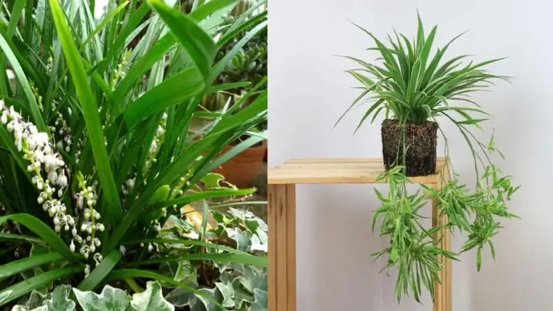 Khám phá hình ảnh cây cỏ lan chi đẹp và ấn tượng