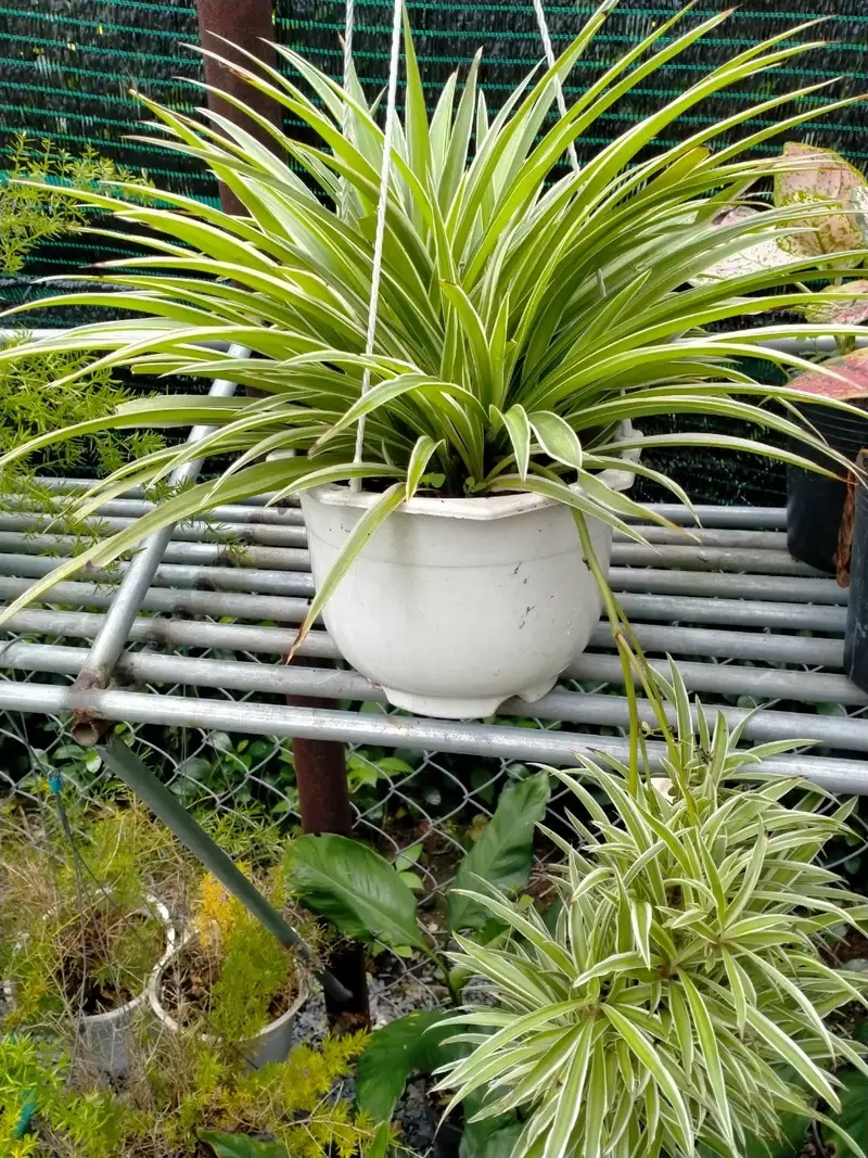 Tìm hiểu tác dụng của cây cỏ lan chi cho sức khỏe