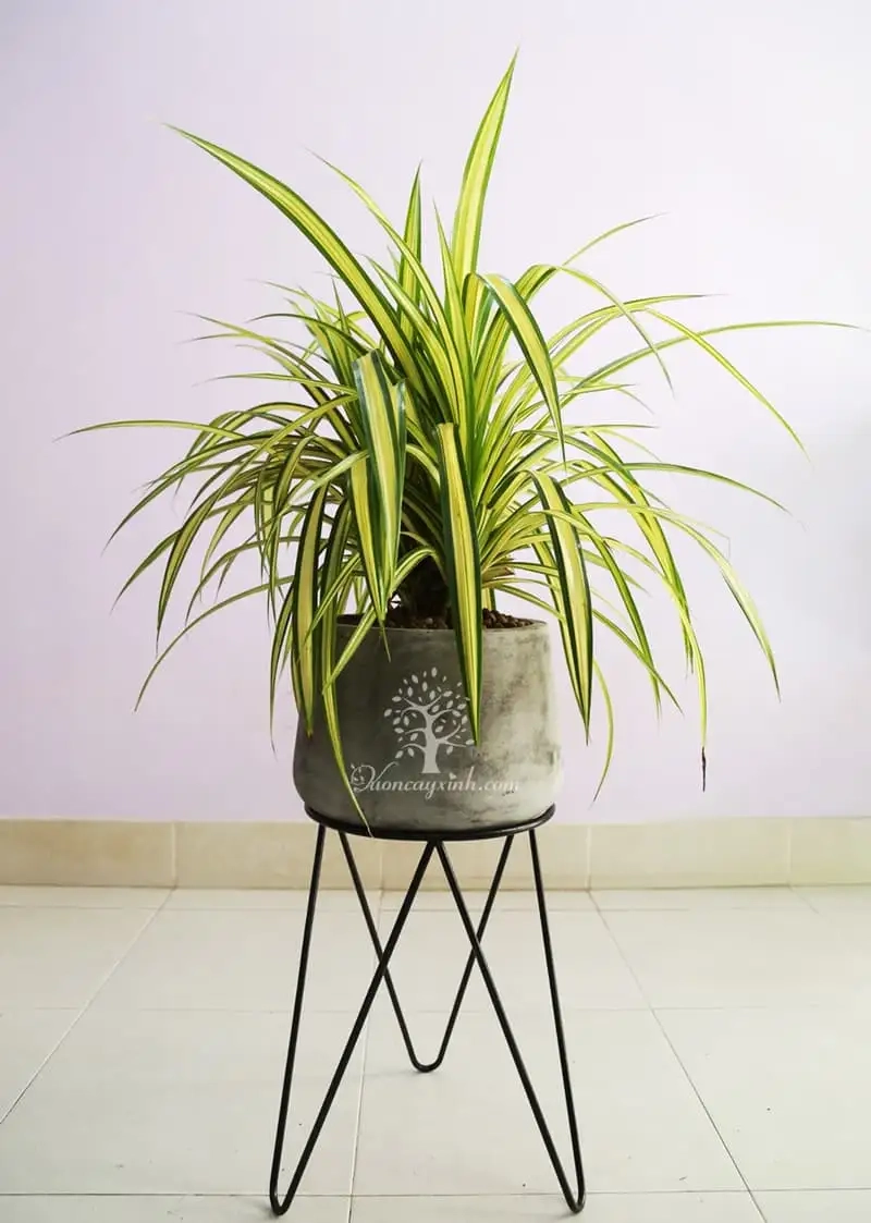 Xem ngay hình ảnh cây lan chi đẹp mắt và ấn tượng