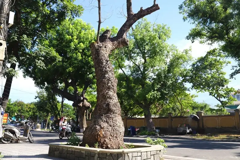 Ngắm hình ảnh cây long não đẹp và sinh động
