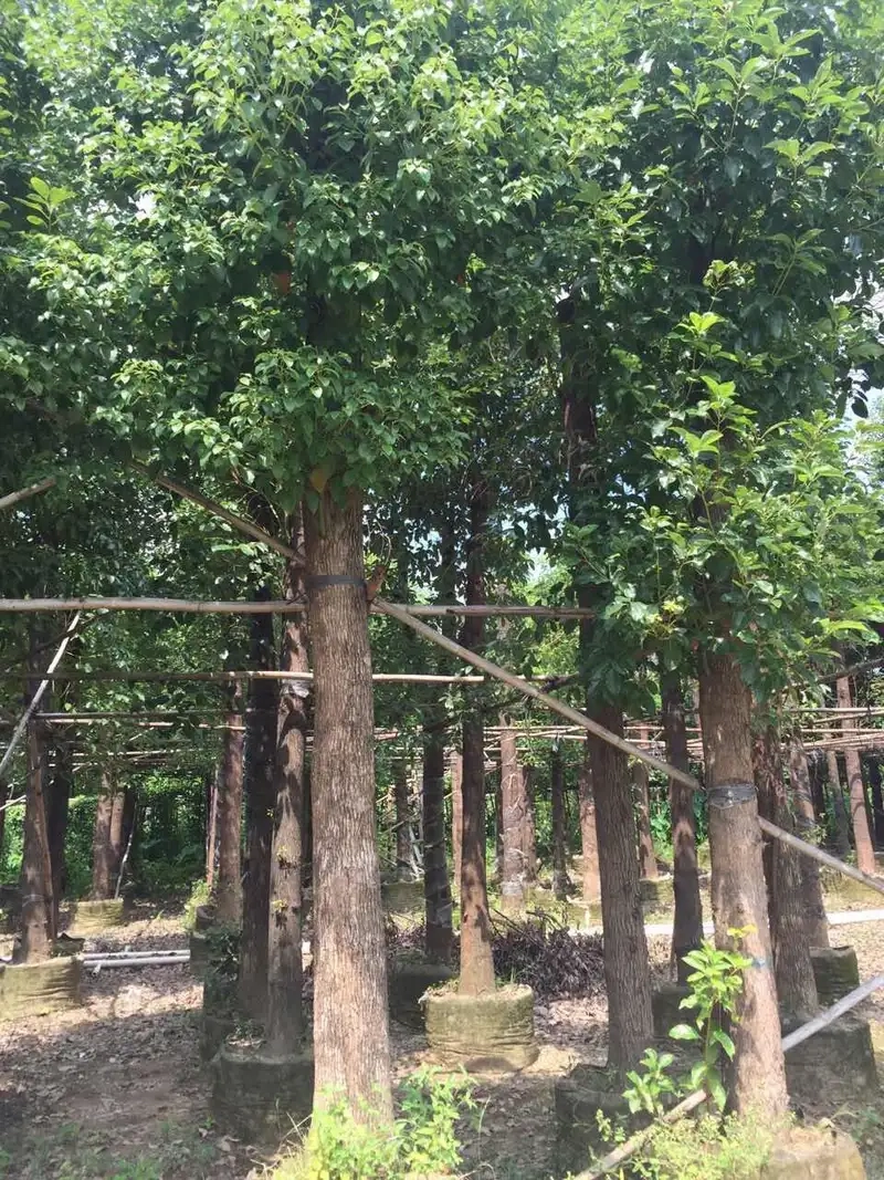 Công dụng nổi bật của cây long não