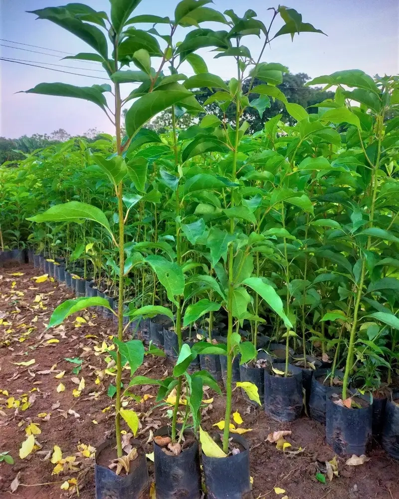 Khám phá hình ảnh cây long não đẹp tự nhiên và sống động