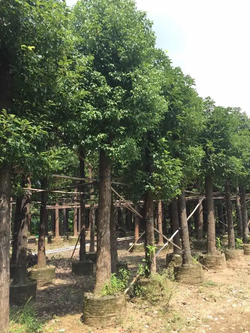 Chiêm ngưỡng quả cây long não tròn mọng và thơm