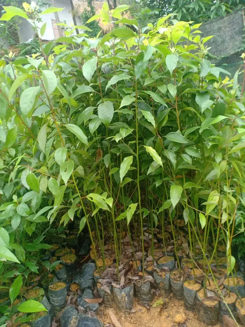 Hướng dẫn chi tiết cách trồng cây long não hiệu quả