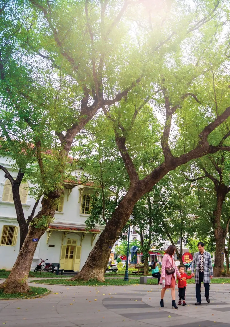 Tìm hiểu long não cây và những đặc điểm nổi bật