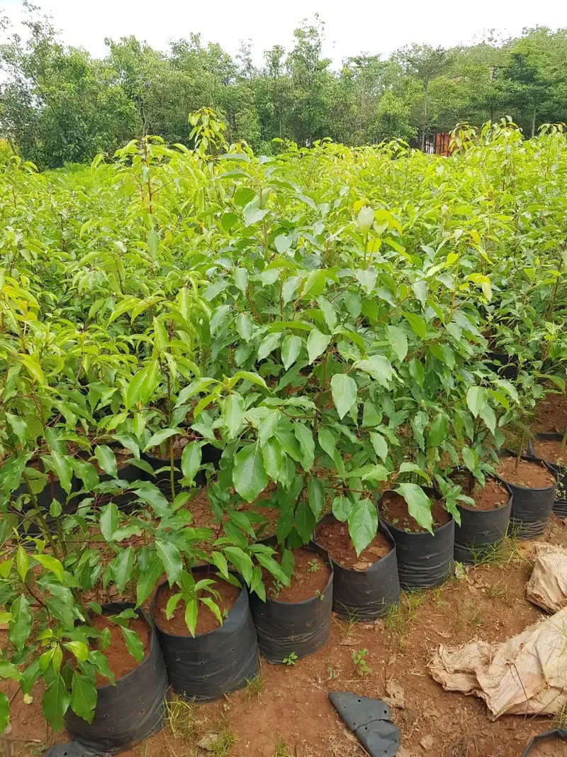 Những đặc điểm cây long não dễ nhận biết và chăm sóc