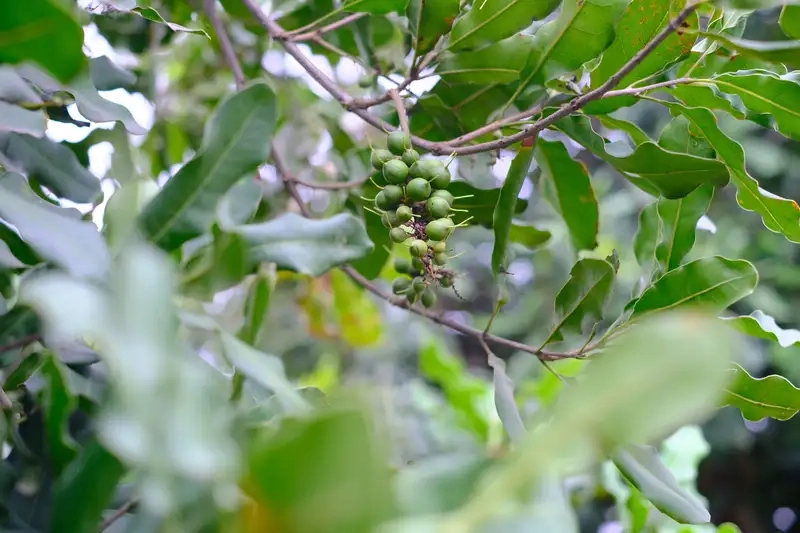 Thưởng thức vị bùi béo từ Cây mắc ca trĩu quả