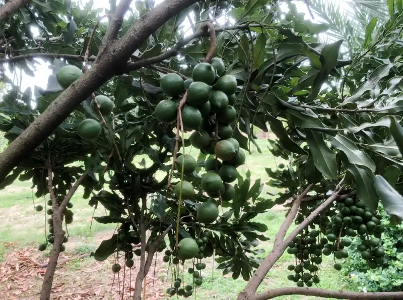 Tổng hợp cảnh đẹp của Cây mắc ca quanh vườn