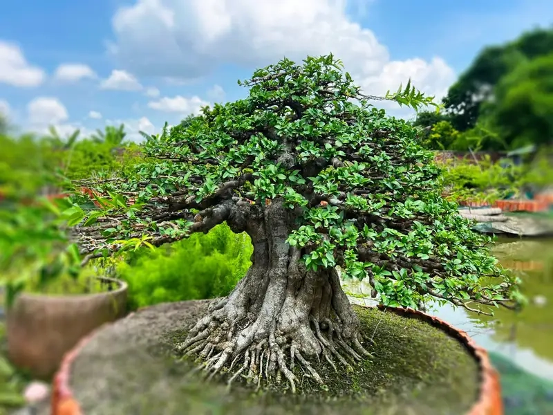 Khám phá cây mai chiếu thủy khủng đẹp mê mẩn