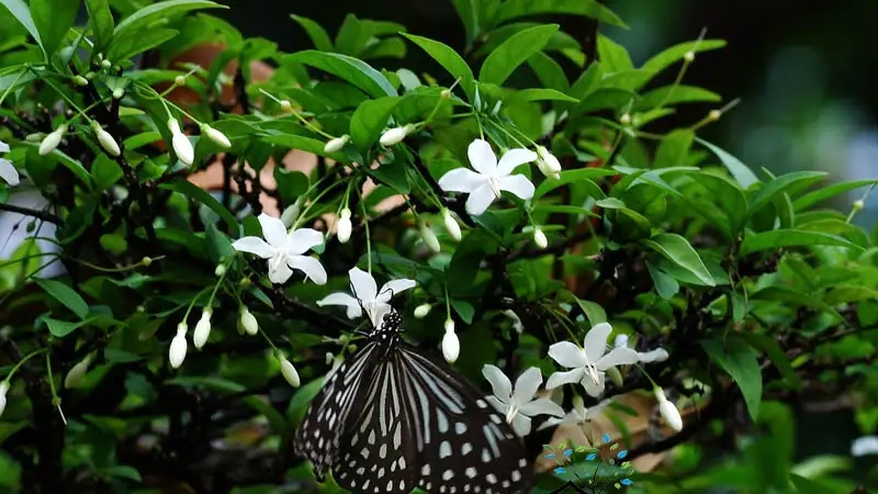 Hướng dẫn chăm sóc mai chiếu thủy ra hoa chuẩn nhất