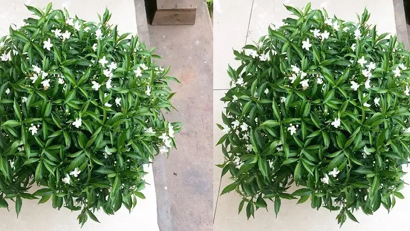 Bông mai chiếu thuỷ nở rực rỡ trên sân vườn