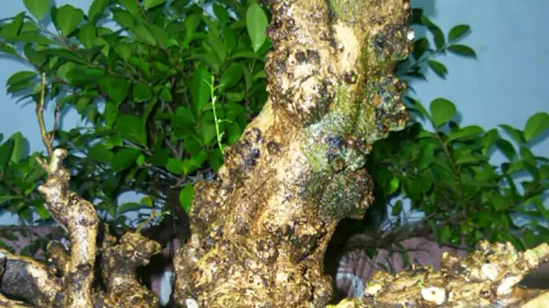 Tìm hiểu cách chăm cây mai chiếu thủy đơn giản tại nhà