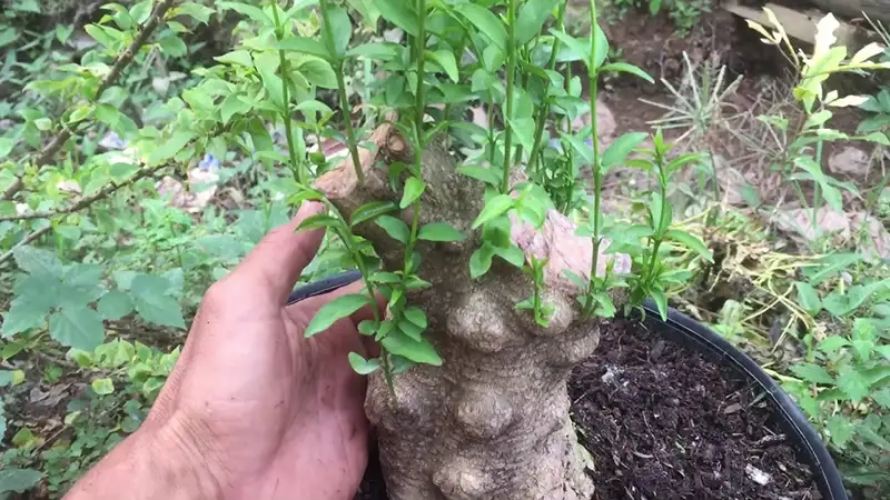 Mẹo cách chăm mai chiếu thủy giúp cây luôn xanh tốt