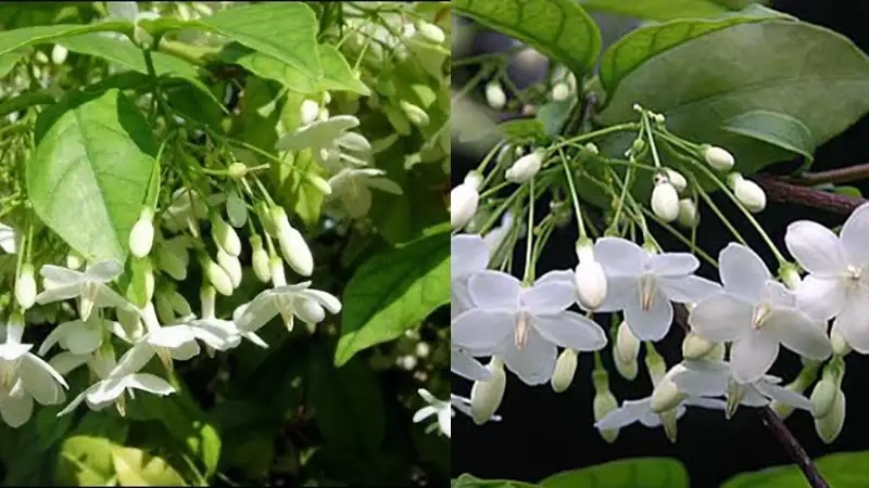 Chiêm ngưỡng cây mai chiếu thủy lá kim độc đáo và lạ mắt