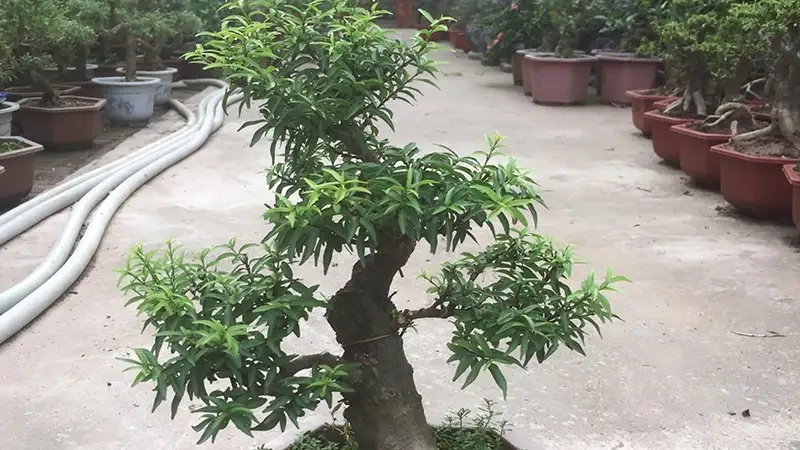 Tuyển tập hinh anh mai chieu thuy đẹp và ấn tượng