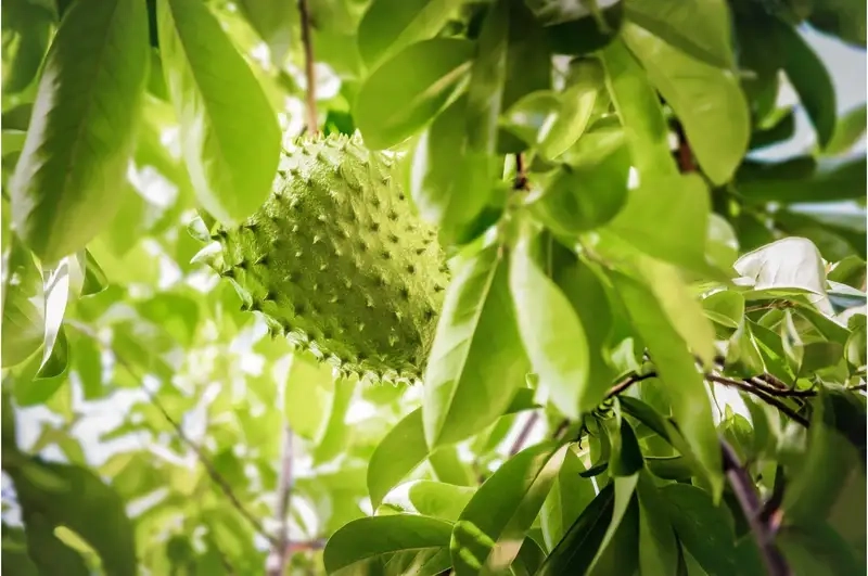 Giới thiệu tổng quan về cây mãng cầu xiêm: