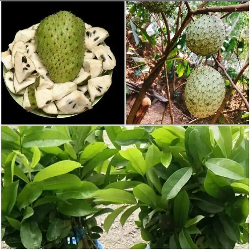 Tìm hiểu công dụng của trà mãng cầu xiêm phòng bệnh hiệu quả