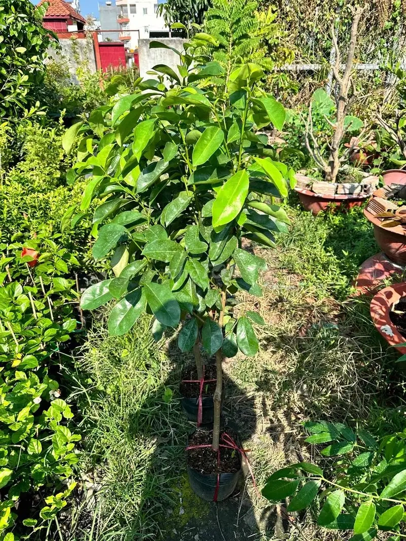 Kinh nghiệm chọn cây và thu hoạch mãng cầu xiêm: