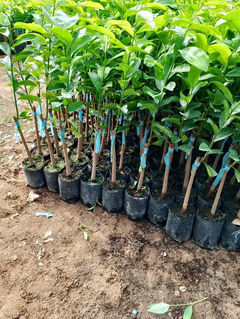 Lợi ích và cách trồng cây mãng cầu tại vườn nhà hiệu quả
