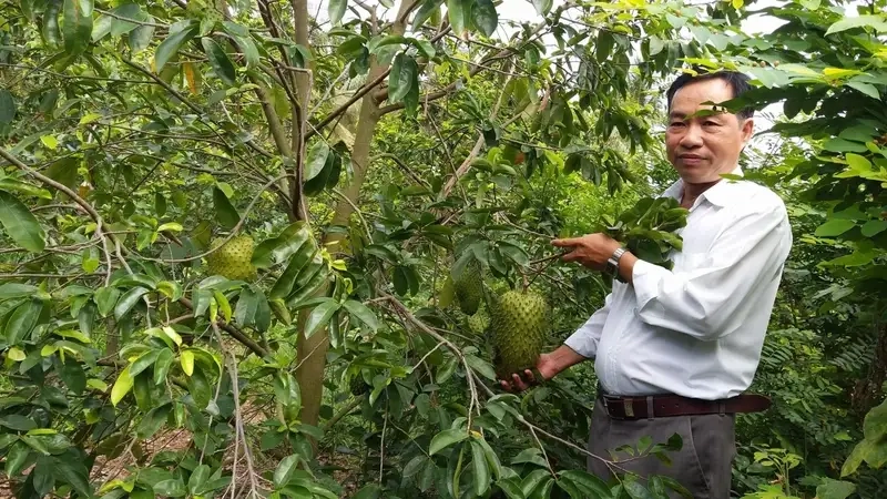 Hướng dẫn chăm sóc và trồng cây mãng cầu xiêm:
