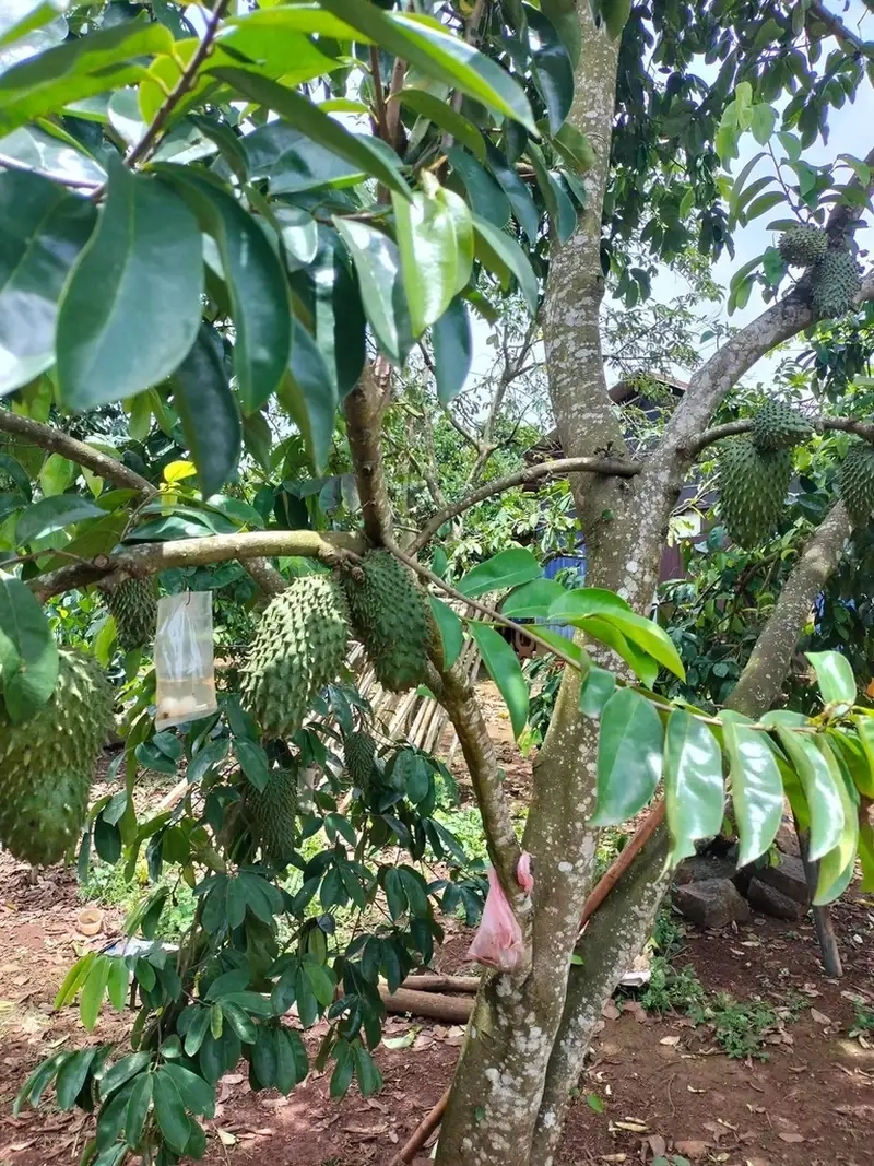 Các bước chăm sóc mãng cầu xiêm giúp cây khỏe và sai trái