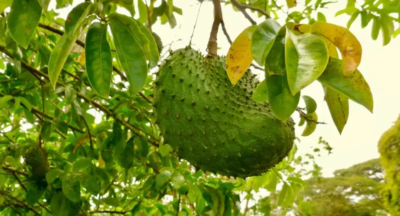 Thông tin về cây mang câu xiêm trồng sân vườn và chăm sóc
