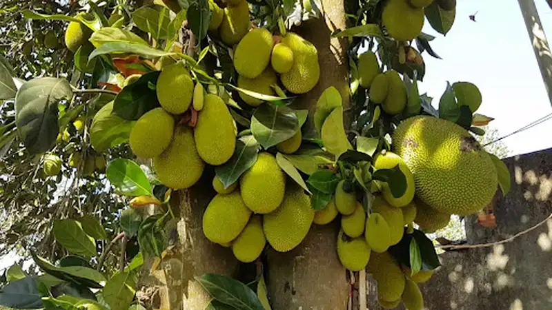 Trồng và chăm sóc Cây mít Thái sai quả ngọt