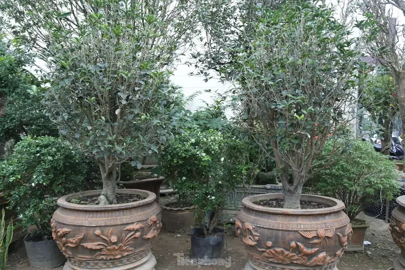 Khám phá ý nghĩa phong thủy cây mộc hương đem may mắn