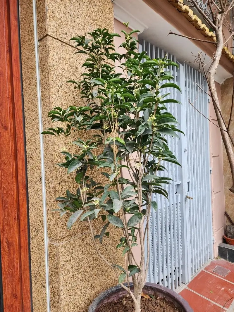 Học cách chăm sóc mộc hương đơn giản mà hiệu quả