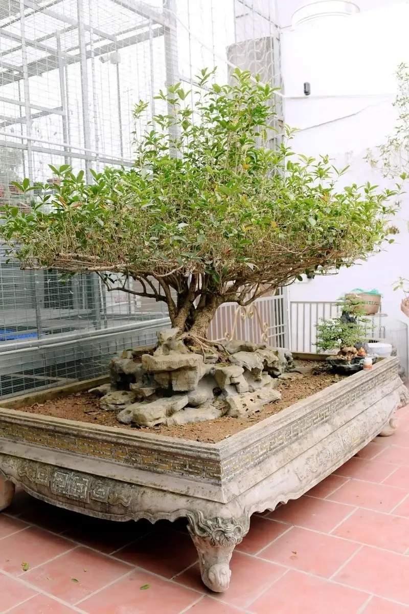 Sưu tầm hình ảnh hoa mộc hương rực rỡ cho bộ sưu tập