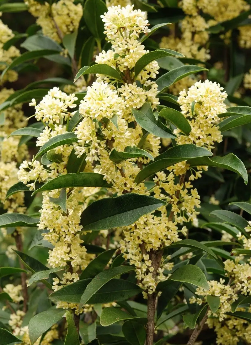 Tìm kiếm hình ảnh cây mộc hương độc đáo cho trang nhà bạn