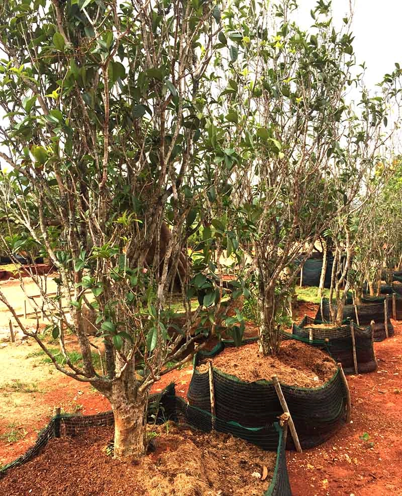 Kinh nghiệm trồng và chăm sóc cây mộc hương