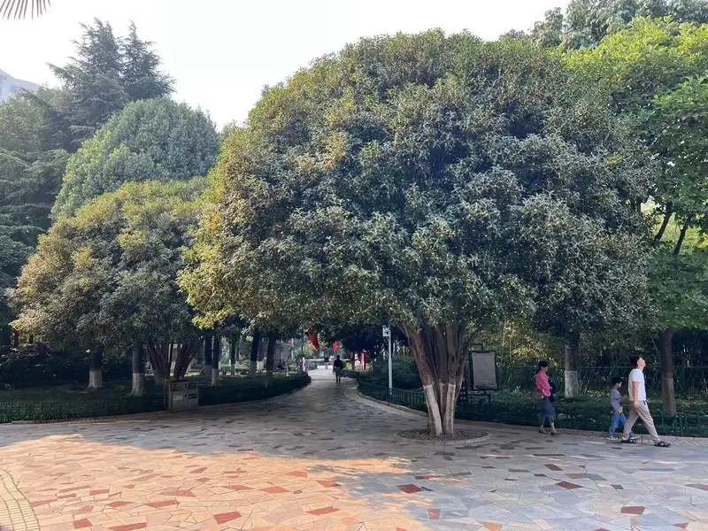 Khám phá vẻ đẹp tự nhiên của cây mộc hương rừng xanh mát