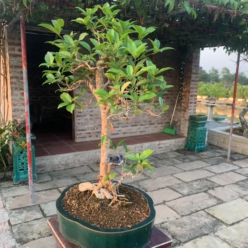 Chiêm ngưỡng hình ảnh cây mộc hương rừng hoang sơ tuyệt đẹp