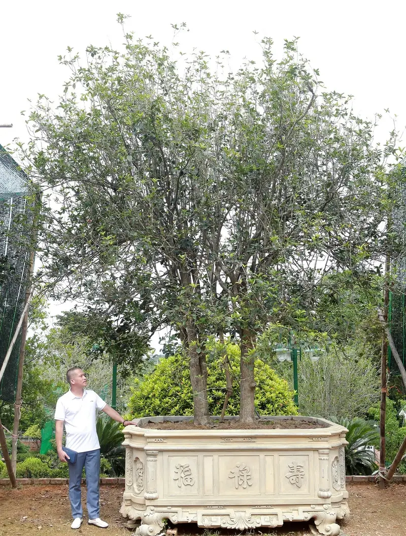 Thưởng thức hình ảnh cây hoa mộc hương tinh tế đẹp mắt