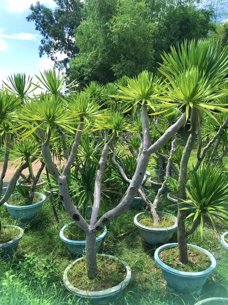 Hiểu rõ ý nghĩa của cây phát tài núi trong phong thủy