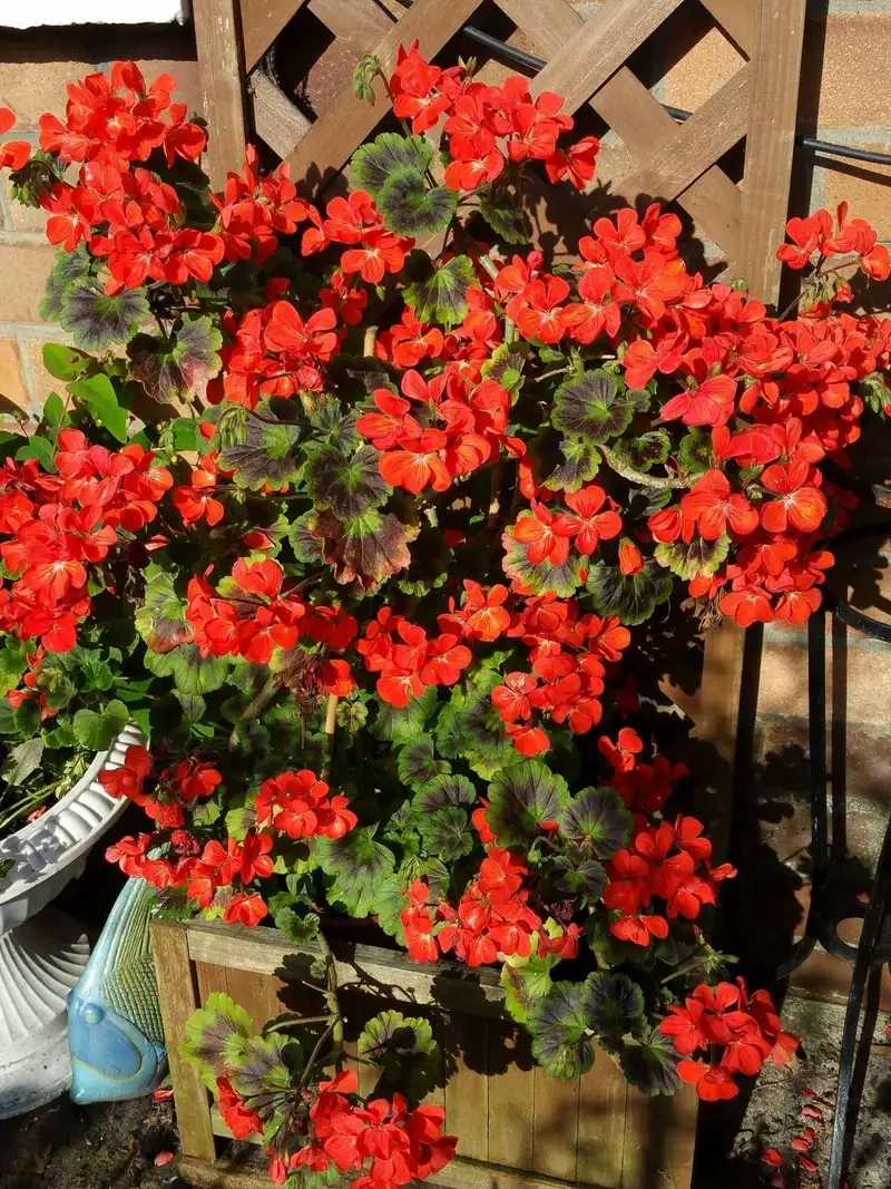 Bí quyết cách chăm sóc hoa phong lữ tươi lâu