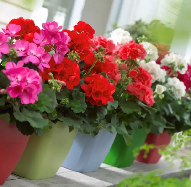 Lựa chọn cây giống hoa phong lữ thảo chuẩn vườn