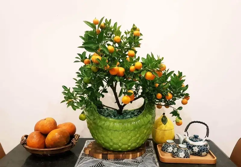 Ý nghĩa cây quất trong phong thủy và ngày Tết