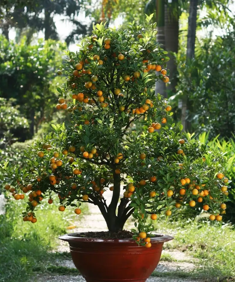 Kinh nghiệm chăm sóc cây quất luôn xanh tốt