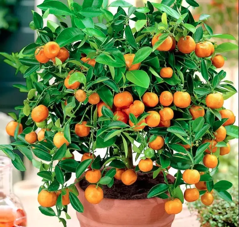 Trang trí nhà với chậu quất cảnh đẹp mắt