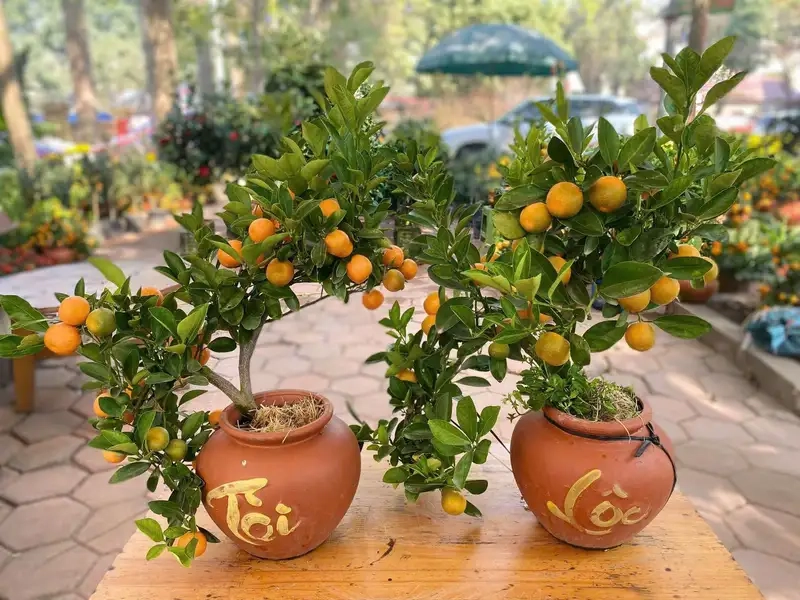 Chậu quất xinh xắn trang trí ngày tết