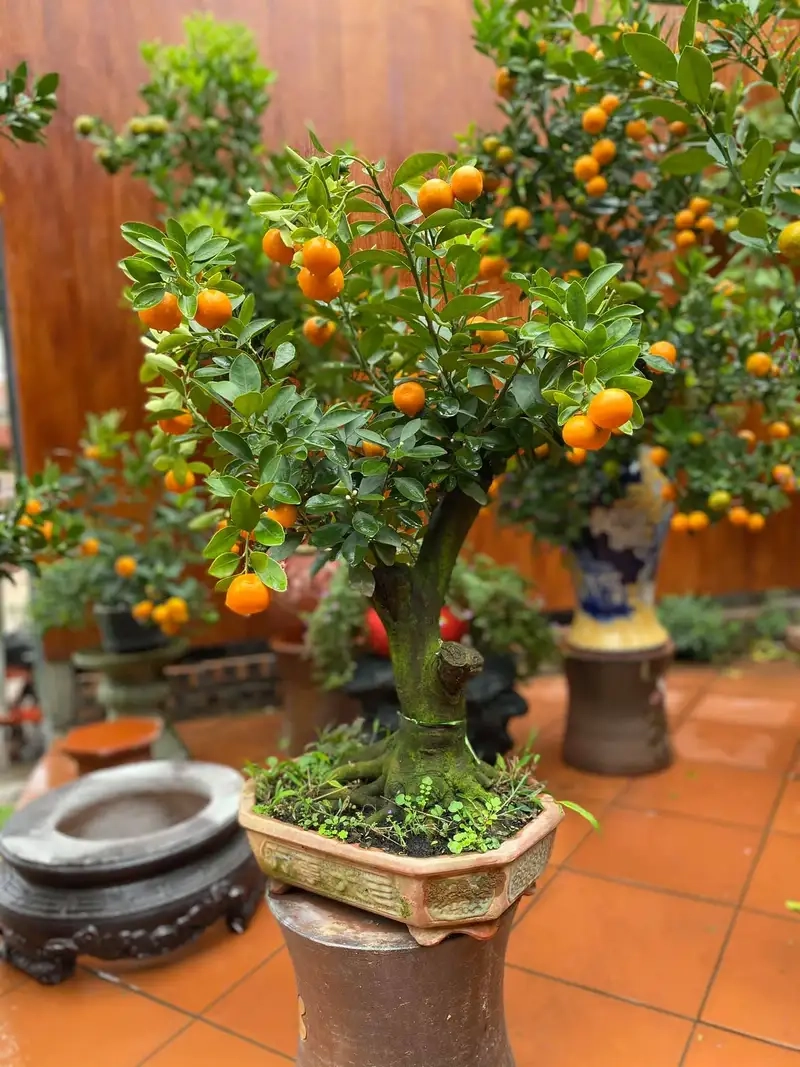 Cây quất con xanh mướt mang niềm vui tết