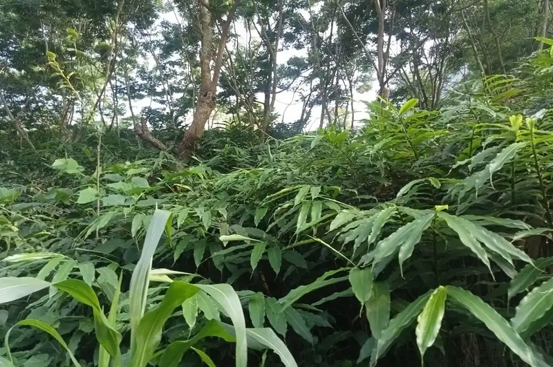 Cây sa nhân rừng mang vẻ đẹp thiên nhiên độc đáo và lạ mắt