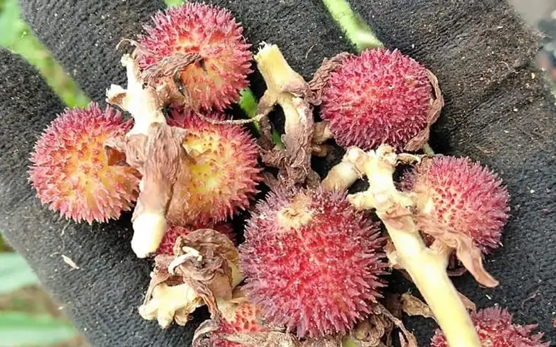 Chiêm ngưỡng hình ảnh cây sa nhân tím rực rỡ giữa rừng