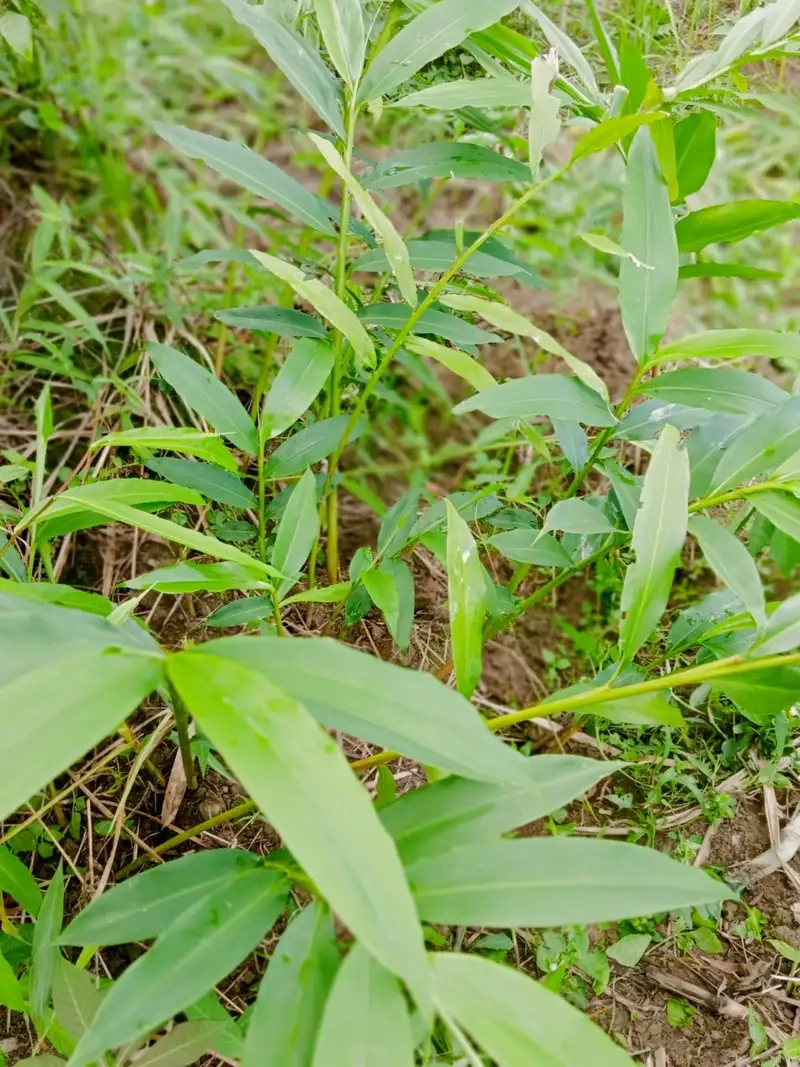 Khám phá hình ảnh cây sa nhân với lá xanh tươi và thân thẳng