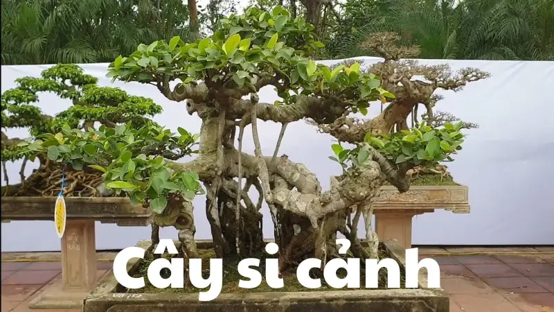 Đặc điểm nổi bật của cây si cảnh